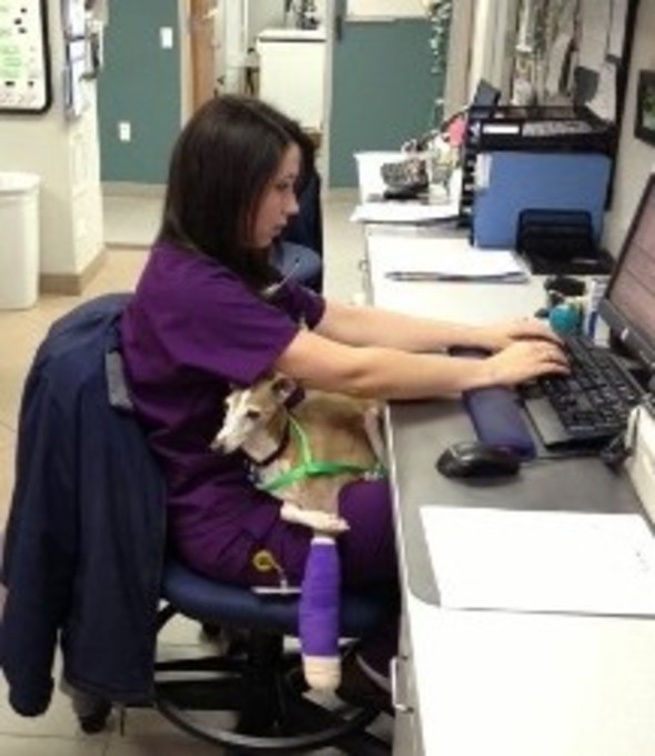 Gulf Coast Veterinary Specialists Houston, TX 77027