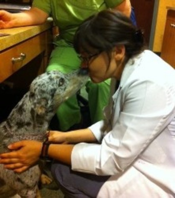 Gulf Coast Veterinary Specialists Houston, TX 77027